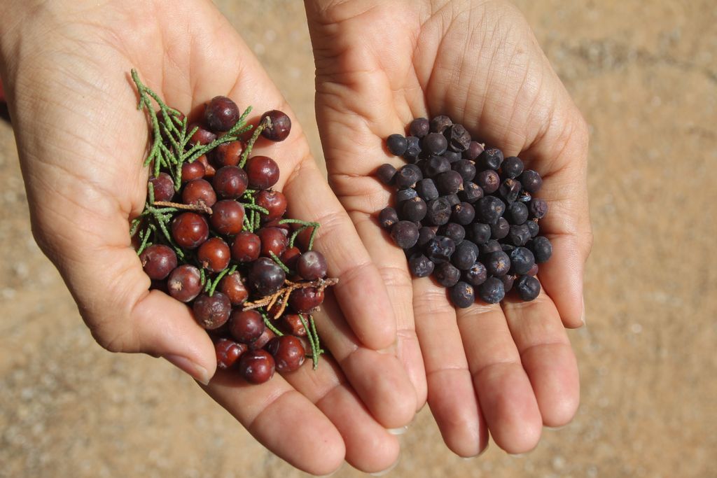 Die unterschiedlichen Wacholderbeeren zum Brennen des LAW Gin